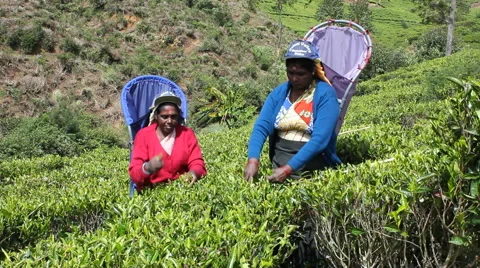 Two Female Tea Plantation Workers, Sri Lanka Video stock 47986536
