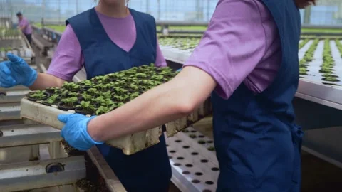 Two Female Workers Pass Tray of Lettuce Seedlings in Greenhouse Stock-Footage 313598628