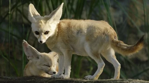 Two fennec foxes interact on a rocky surface inside a zoo enclosure, showing Stock Footage 325789196