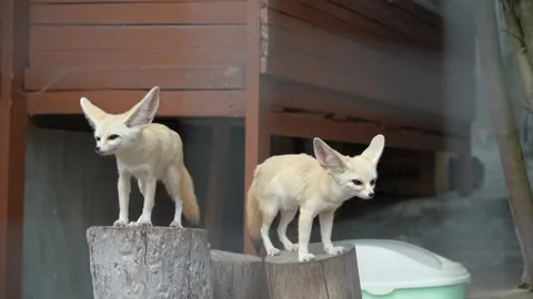 Two fennec foxes standing on the logs Stock Footage 252106338