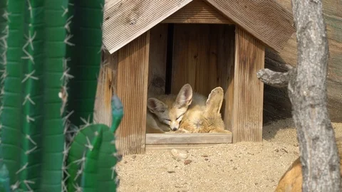 Two  Fennec foxes (Vulpes zerda) sleeping in the wooden house under the Stock Footage 126308969