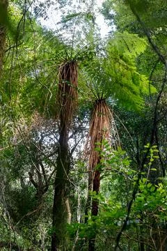 Two Fern Trees Stock Photos