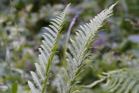 Two ferns 写真素材