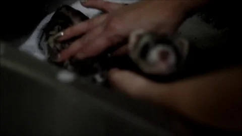 Two ferrets being given a bath by a woman with painted fingernails Stock Footage 71664284