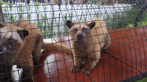 Two ferrets Stock Footage 324627480