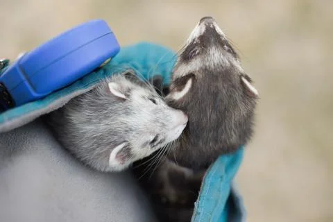 Two ferrets resting in soft pouch between walk in summer park Stock Photos