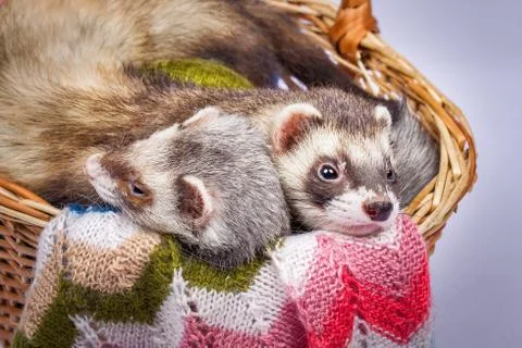 Two ferrets sitting in a basket Stock Photos