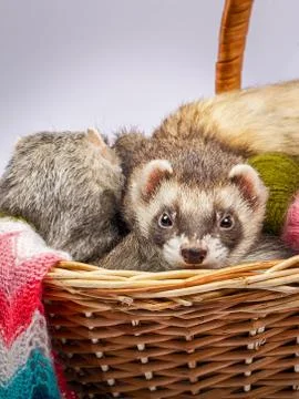 Two ferrets sitting in a basket Stock Photos