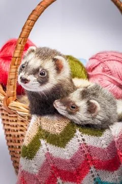 Two ferrets sitting in a basket Stock Photos