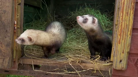 Two ferrets trying to get out of a wooden house Stock-Footage 160484680