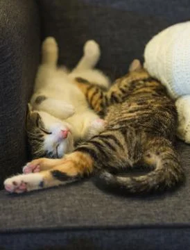 Two few weeks old kittens are sleeping Stock Photos