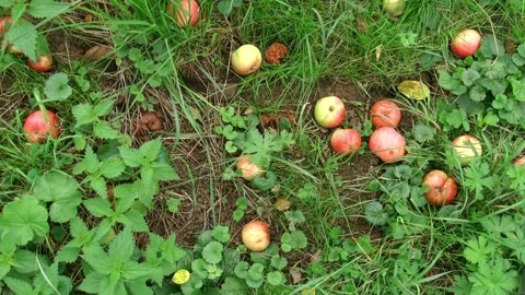 Two field mice among fallen apples in grass (top view) Stock Footage 315213082