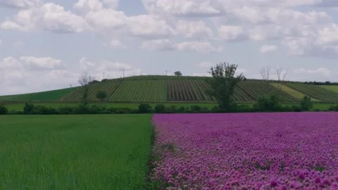 Two fields pink and green colors against green vineyard rows Stock Footage 132285374