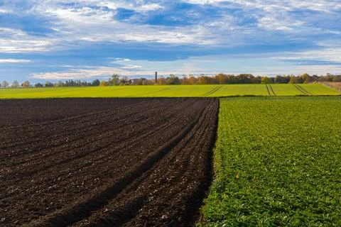 Two fields with turnips and cultivated Stock Photos