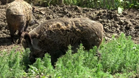 Two fierce wild boars, sus scrofa Stock Footage 201136235