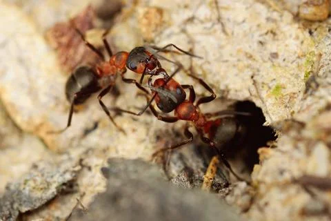 Two fighting ants Stock Photos