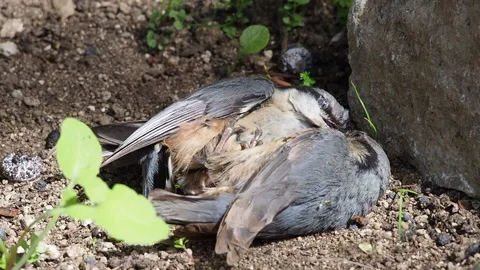 Two fighting birds lying on the ground Vídeos de archivo 172377050