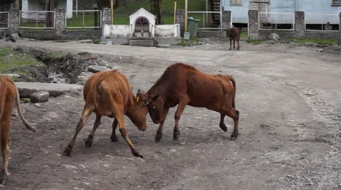 Two fighting bulls. Georgia, Goderdzi pass 스톡 동영상 54332154