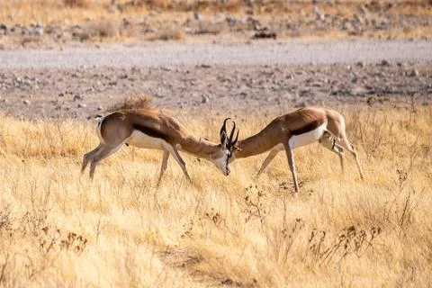 Two fighting impalas Stock Photos