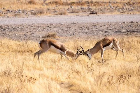 Two fighting impalas Stock Photos