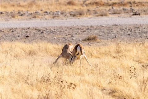 Two fighting impalas Foto stock