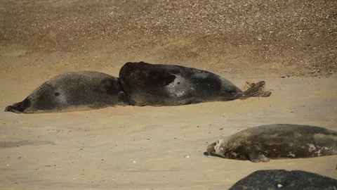 Two fighting large dominant Grey Seal bulls (Halichoerus grypus). Stock Footage 149237511