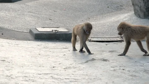 Two fighting monkeys in the park Stock-Footage 113829995