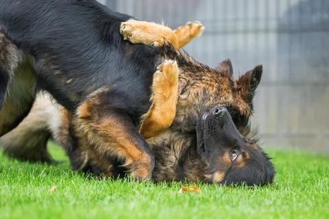 Two fighting old German Shepherd dogs Stock Photos