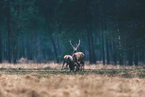 Two fighting red deer with one standing behind in field of forest. Stock Photos