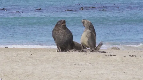Two fighting seals Stock Footage 125025521