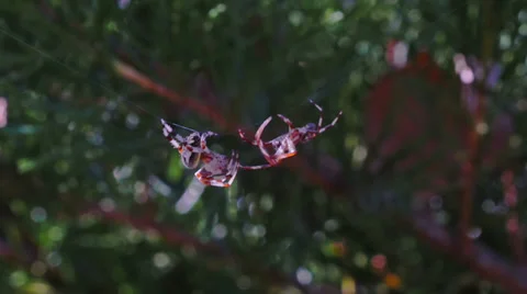 Two Fighting spiders.. Stock-Footage 27651860