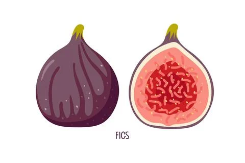 Two figs, whole and half isolated on white. Summer tropical fruit for healthy Stock Illustration