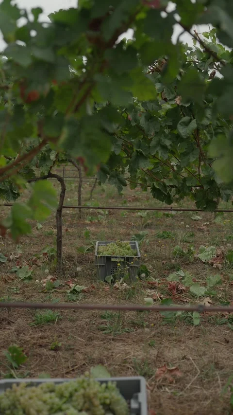 Two Filled Grape Crates Waiting Under Trellised Vines During Harvest Vertical Stock Footage 344438086