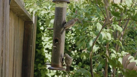 Two finch on one side of feeder Stock Footage 283957863