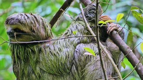 Two fingered sloth looks for a mate in a eucalyptus tree in Parque 스톡 동영상 138121557