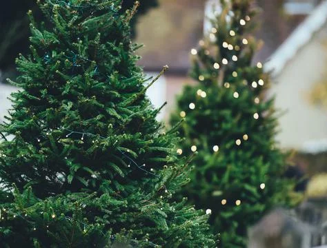 Two fir Christmas trees with string lights on them in Beaulieu. Stock Photos