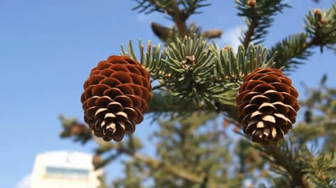 Two fir-cones close up Stock Footage 23226485