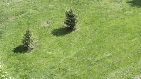 Two fir trees in the meadow Stock-Footage 77156522