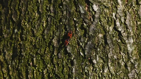 Two fire bugs crawling on a tree Stock Footage 130890774