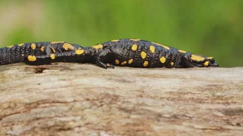 Two fire salamanders crawling across old tree stump in forest Stock Footage 327989916
