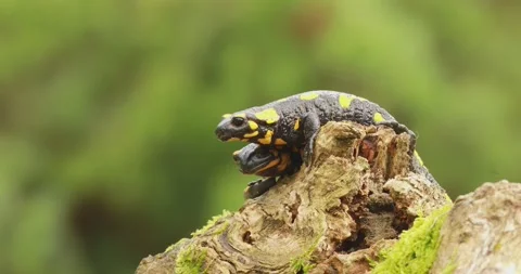 Two fire salamanders (Salamandra salamandra) on top of a mossy tree stump Stock Footage 317192329