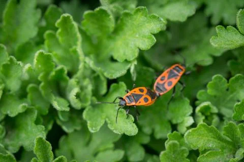 Two Firebug (Pyrrhocoris apterus) during mating on the leaves Stock Photos