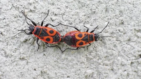 Two firebugs Pyrrhocoris apterus mating close up slow motion Video stock 275852745