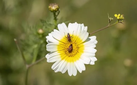 Two Firebugs on a white flower ,close up.in daylight. Stock Photos
