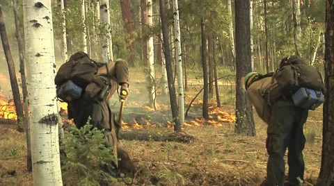 Two firefighters with polaski digging a fireline Stock Footage 40750528