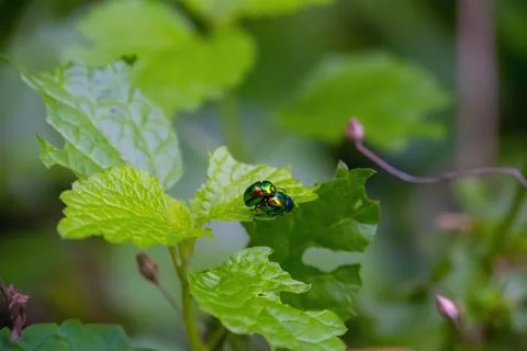 Two fireflies on a green leaf Stock Photos