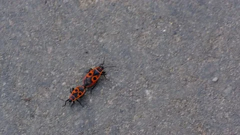 Two fireman beetles crawling on asphalt Video stock 218316511