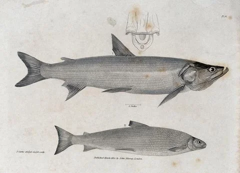 Two fish and a cross-section of their gills. Etching by J. Curtis. Stock Illustration