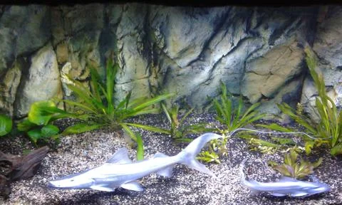 Two fish at the bottom Stock Photos