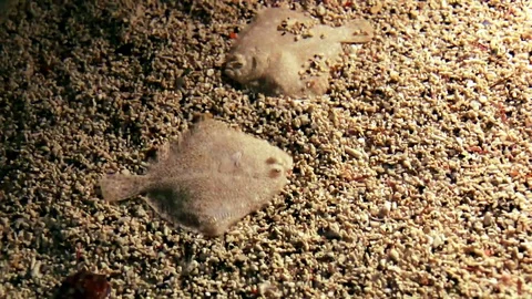 Two fish camouflaging themselves in the sand Video stock 108905069
